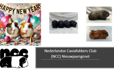 Nieuwjaarsgroet 2025